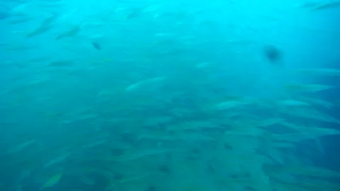 School of Fish with Shipwreck, Koh Chang, Thailand Vídeo Stock 246515213