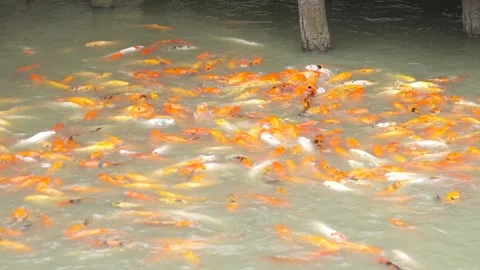School of Fish, Slow mo Video stock 276288362