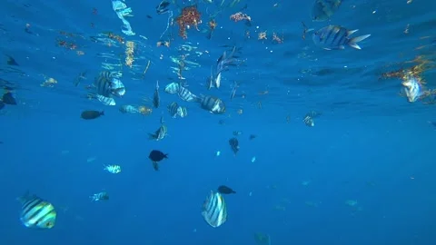 School of fish, slow motion Video stock 165552781