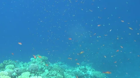 School of fish slowmo 04 dahab Stock Footage 42802398