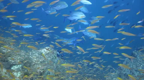 School of fish small and big hunting Stock Footage 50991272