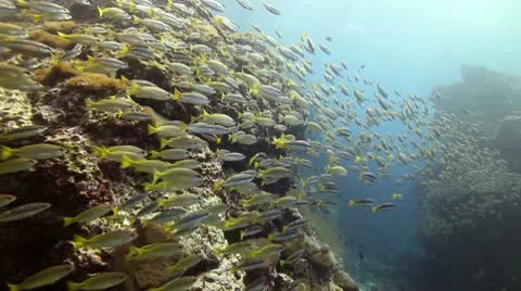 School of fish snappers Vidéo 10747928