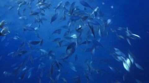 School of fish spawning Stock Footage 1090209