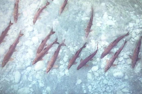 School of fish in the stream in clear, transparent turquoise water. Stream wi Stock Photos