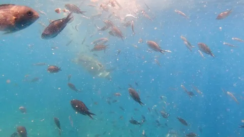 School of fish with sunlight through surface underwater in the Mediterranean sea Stock Footage 128616891
