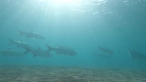 School of Fish in Sunlight Underwater Stock Footage 135084745