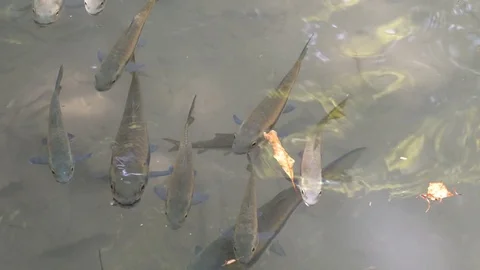A School of Fish at the Surface of a Clear Pond Video stock 74292066