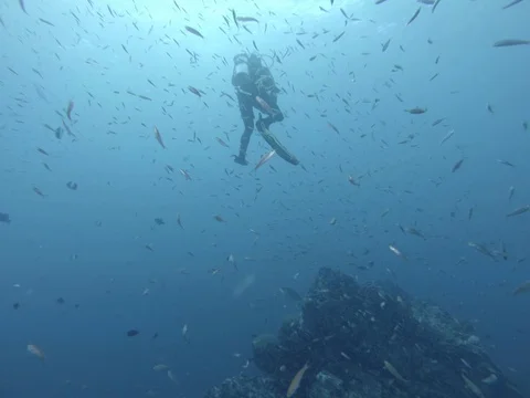 School of fish surrounding a diver Stock Footage 83004023