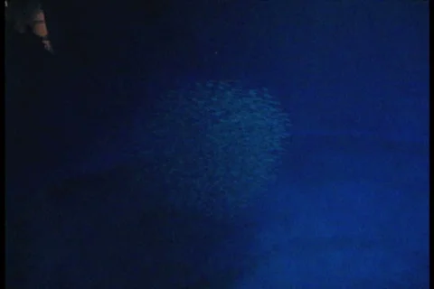 School of Fish Swarm Past Camera Stock Footage 731171