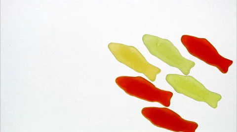 School of fish sweets, Sweden. Stock Footage 51841191