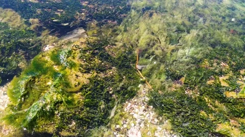 School of fish swim in algae, a group of fish in shallow water near the shore Stock Footage 137266004
