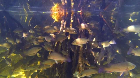 A school of fish swim around tree roots in a mangrove forest Stock Footage 57319459