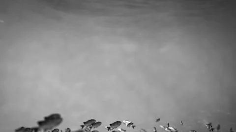 School Of Fish swim in a circle Stock Footage 109360344