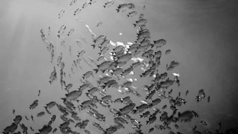 School Of Fish swim in a circle Иллюстрация