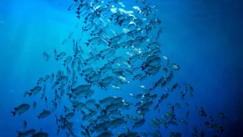 School Of Fish swim in a circle Stock Illustration