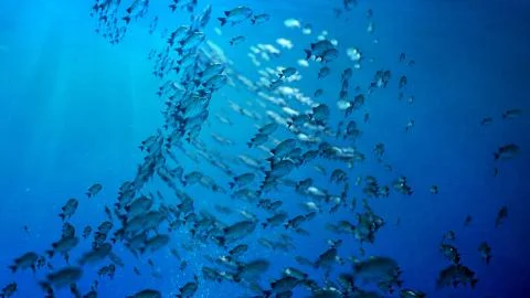 School Of Fish swim in a circle Stock Illustration