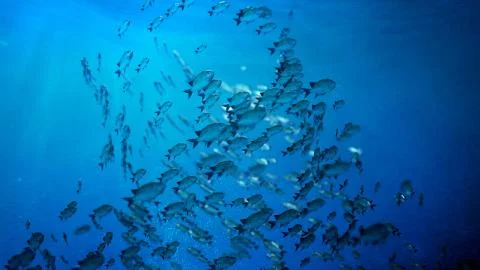 School Of Fish swim in a circle Stock Illustration