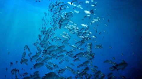 School Of Fish swim in a circle Иллюстрация