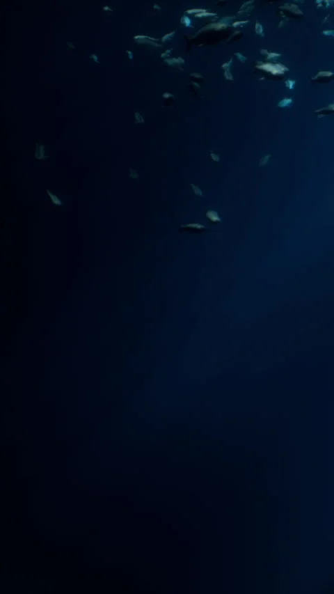 School of fish swim through dark waters in an underwater scene Stock Footage 340873637