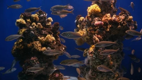 A school of fish swiming around a set of corals. 스톡 동영상 120643126