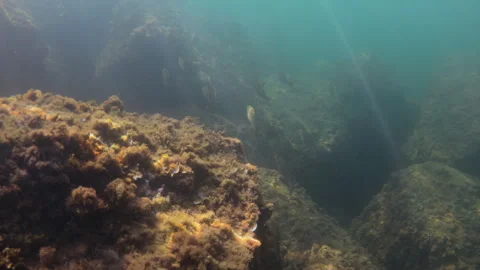 School of fish swimming around a large rock covered in brown algae and green Stock Footage 342998800
