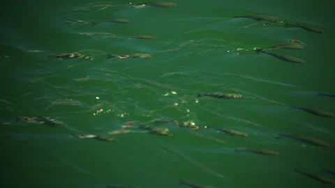 School of fish swimming beneath clear turquoise marina water Видео 337029331