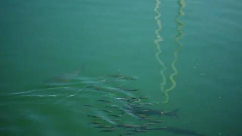 School of fish swimming beneath clear turquoise marina water Stock Footage 337032095