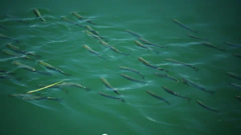 School of fish swimming beneath clear turquoise marina water Stock Footage 337033304