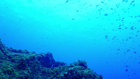 School of fish swimming in the blue ocean of Hachijojima Stock Footage 342741010
