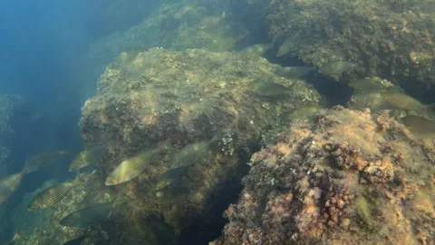School of fish swimming in clear blue ocean water over rocks covered with algae, Stock Footage 343418221