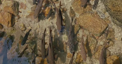 School of fish swimming in clear river water over rocks Stock-Footage 332322152