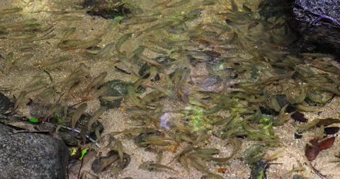 School of fish swimming in clear shallow stream water Stock Footage 327738169