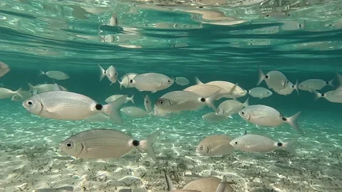 School of fish swimming  in crystal clear sea waters of a beach in Majorca. Stock Footage 209119785