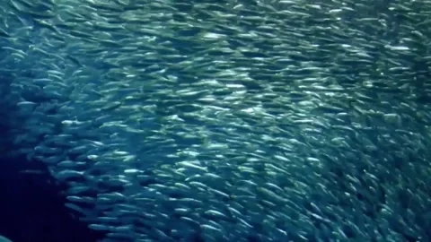 School of Fish Swimming in Deep Blue Underwater Ocean 스톡 동영상 346815716