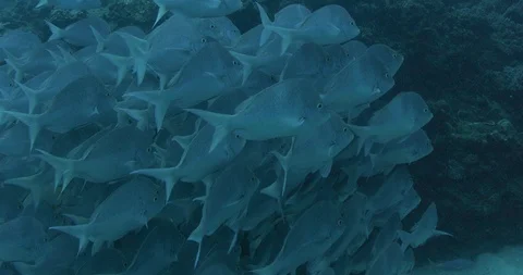 School of fish swimming in deep ocean water Stock Footage 109535371