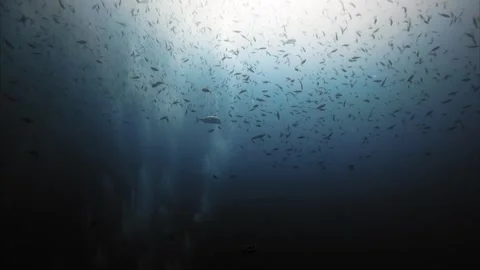 School of Fish Swimming in Deep Ocean with Sunlight Filtering Through Water Stock Footage 315090004
