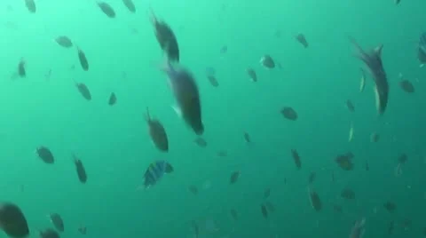 School of Fish Swimming Stock Footage 10894119