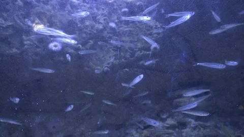 School of Fish Swimming Video stock 96167100