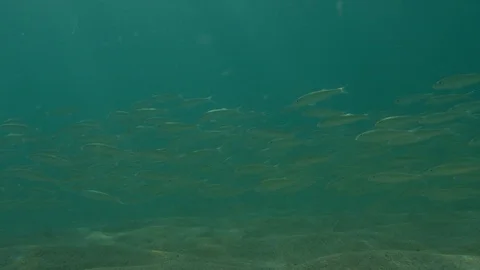 School of fish swimming Stock Footage 100993505