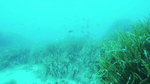 School of Fish swimming Stock Footage 130645691