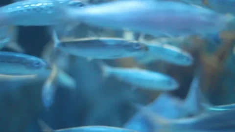 School of fish swimming 動画素材 138268562