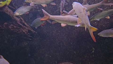 A school of fish swimming Stock Footage 269548877