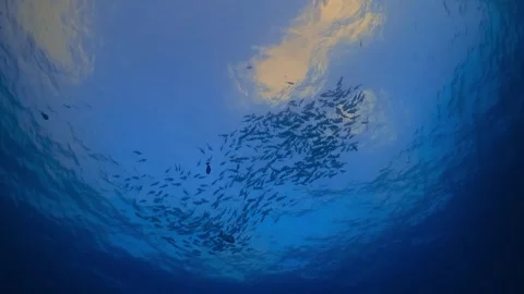 School of fish swimming in formation under sunlight breaking through the surface Stock Footage 340255961
