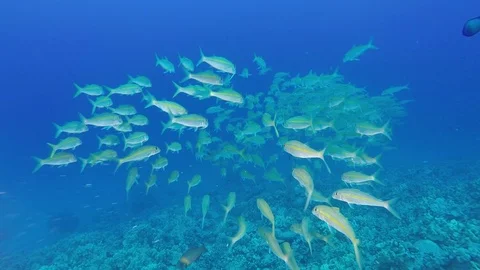 School of fish swimming in front of camera. Stock Footage 71135900