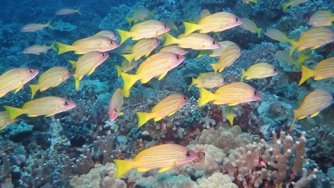 School of fish swimming in front of camera Stock Footage 71154703