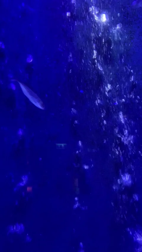 School of fish swimming happily Stock Footage 242533603