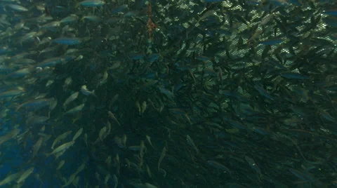 School of fish swimming in ocean Stock Footage 46652071