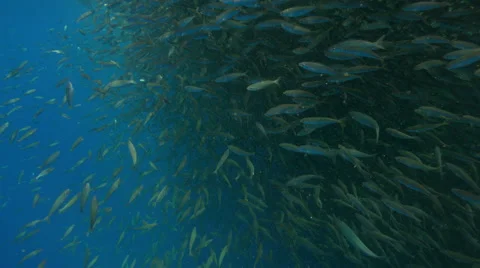 School of fish swimming in ocean Stock Footage 46652155