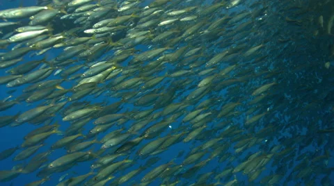 School of fish swimming in ocean Stock Footage 46659306