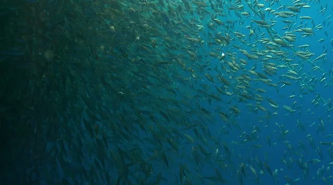 School of fish swimming in ocean Stock Footage 46660498